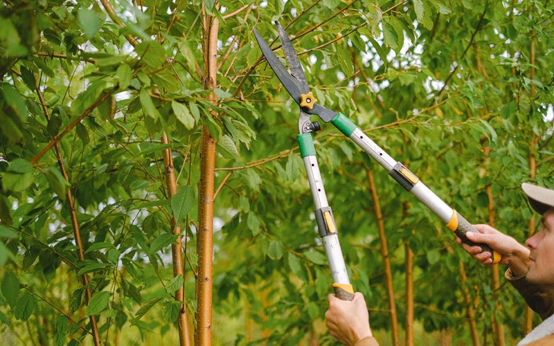 Tree trimming in Sigurd, UT