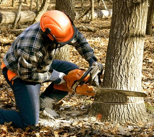Tree Removal in Sigurd, UT